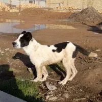 توله خراسانی