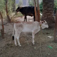 گوساله ماده چاق