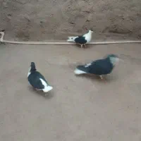 یک ملیون
