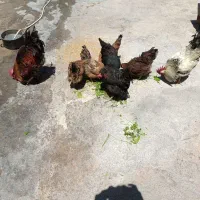 فروش ۹عدد مرغ خروس تخم گزار  به علت نبود جا