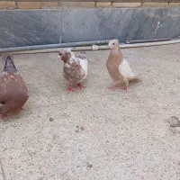 کبوتر