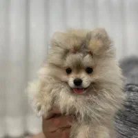 فروش سگ پامرانین خرسی