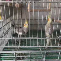جفت عروس هلندی  جوجه داده