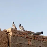پرشی تیدی مولد