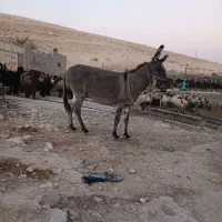 الاغ|حیوانات مزرعه|کازرون, |دیوار