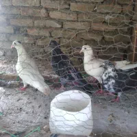 جوجه