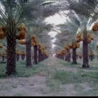 فروش باغ خرما
