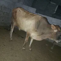 نر گاه