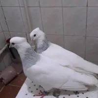 چنتا طوقی درجه یک