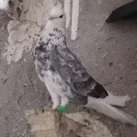 کبوترربالاگ