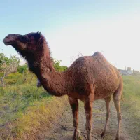 شتر ماده