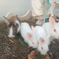 خرگوش  لوپی جرسی