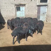 فروش ۲۶راس بره ماده های قره قزل