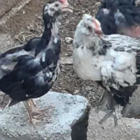 خلفه خروس وباری گلین