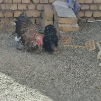 مرغ وخروس