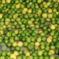 خریدار لیمو