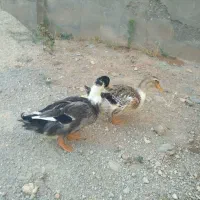 اردک