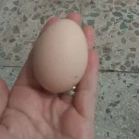 تخم مرغ رسمی محلی تازه وبه روز