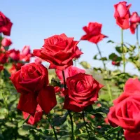 ۱۱۰ میلیون نهال گل رز مهربانی ۴برگی