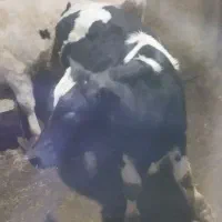 گوساله هلشتاین