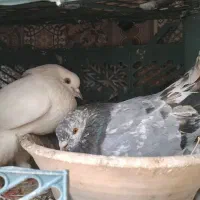 کبوتر . دورگه ایرانی و پتی واله