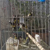 انواع پرنده سهره|پرنده|خمینیشهر, |دیوار