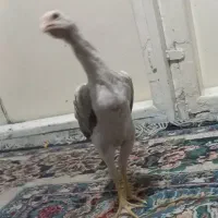 جوجه مرغ دوسر اشامومفت زیر مرغی