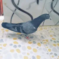 کبوتر|پرنده|کهنوج, |دیوار