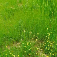 زمین-370-متری-بر-اصلی-بهشتی