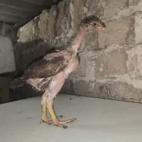 جوجه لاری اصیل درجه یک و تخم لاری