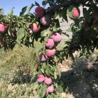 آلو سیاه تازه برداشت روز از باغ