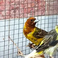 قناری نر خوش رنگ و کشیده