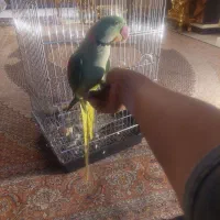 طوطی ملنگو نر