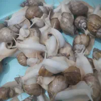 حلزون پرورشی مولد تخم گذار