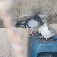 کبوتر
