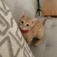 گربه