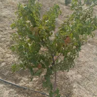 باغشهر مینو دشت 1000متر