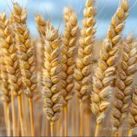 فروش 5 تن گندم کیلویی 42