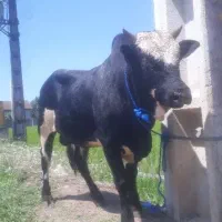 ورزا کوله چالوسی اصیل                ورزاگاو