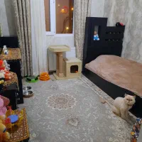 اولین پانسیون گربه های خانگی