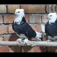 تعدادی کبوتر