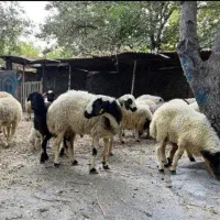 بهترین دامداری تک فروشی وعمده
