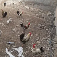 خروس