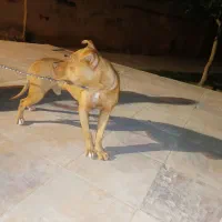 سگ پیتبول اصیل