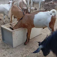 بز و   کهره  حیوانات همه چاق وگوشتی