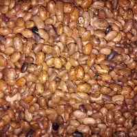 لوبیا چیتی