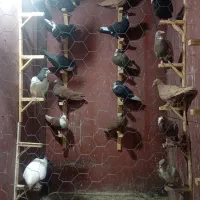 نر چاشنی