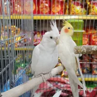 یک جفت عروس هلندی