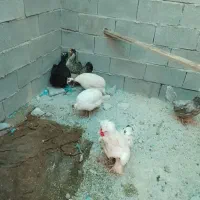 مرغ شاخدار .خروس سلطان و مرغ گلین .