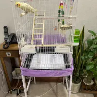 عروس هلندی هفت ماهه ماده با قفس